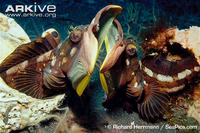 sarcastic-fringehead-males-engaged-in-territory-dispute